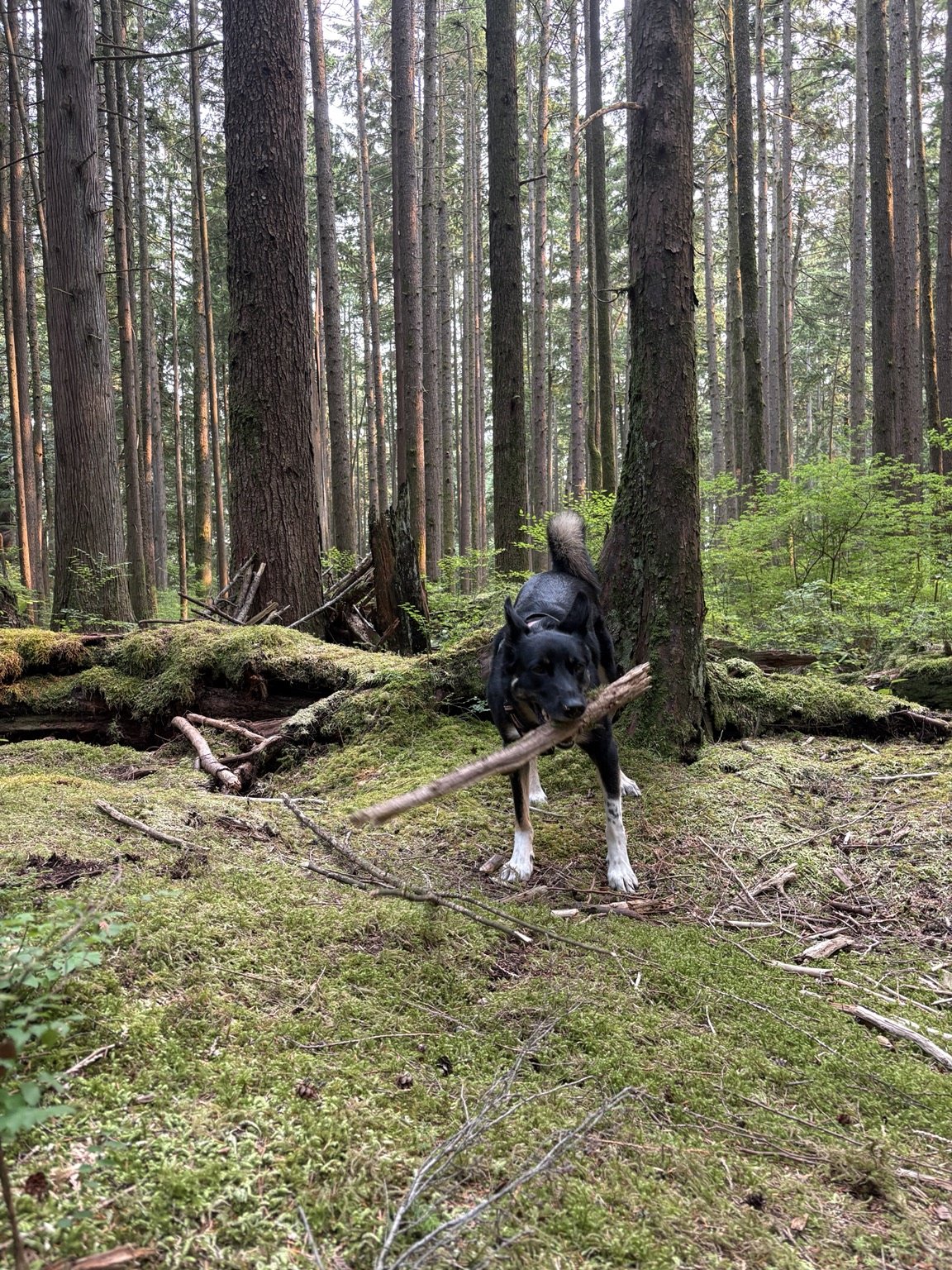 Maeva carrying a stick on the mossy Baden-Powell Trail