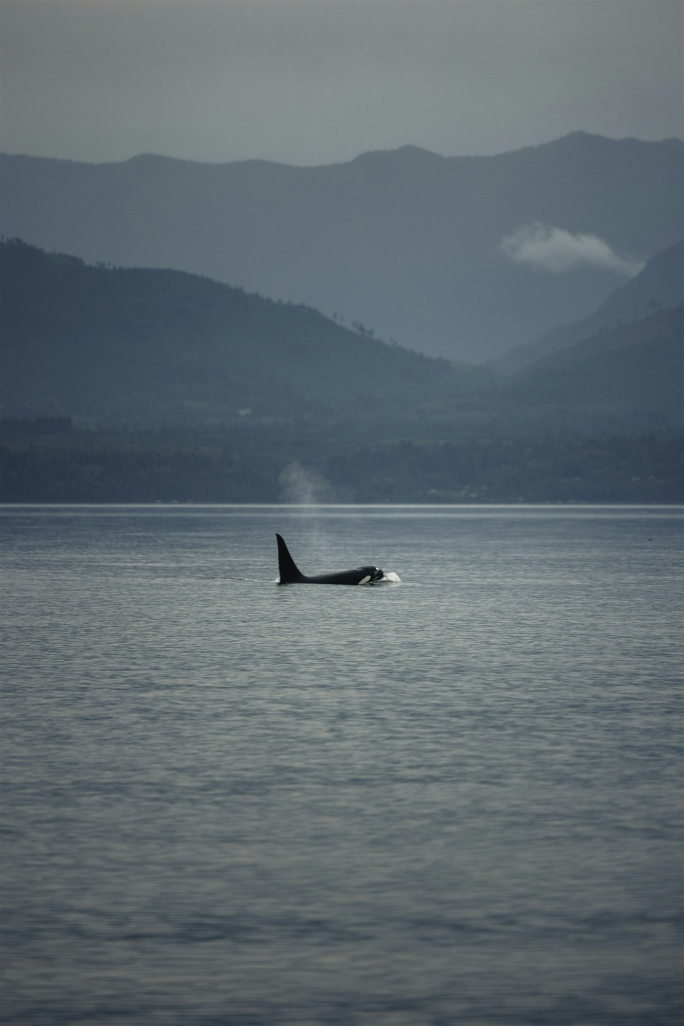 An orca surfacing in the Salish Sea with misty mountains behind it